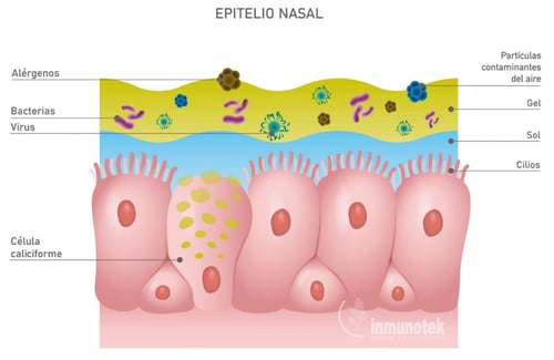epitelio-nasal